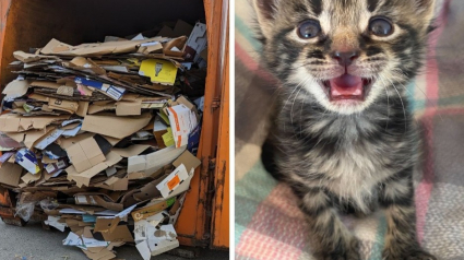 Illustration : Une chatte et son chaton, piégés sous une montagne de cartons, déclenchent une intervention délicate