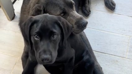 Illustration : Âgé et solitaire, un Labrador Retriever retrouve la joie de vivre grâce à l'arrivée d'un nouveau chiot (vidéo)