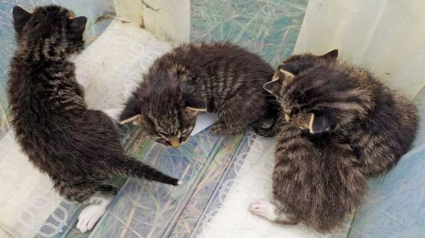 Illustration : 6 chatons abandonnés découverts par un chien et sa famille au même endroit et à 4 jours d'intervalle