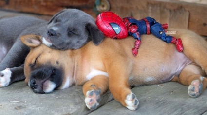 Illustration : 17 photos surprenantes où chats et chiens vivent toutes sortes d'aventures avec Spider-Man