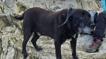 Illustration : Le périple inattendu d'un chien sénior égaré sur un sentier de montagne