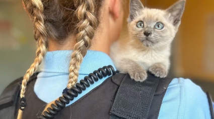 Illustration : Sauvée de la rue par les gendarmes, une chatonne s'offre une carrière inattendue ! (vidéo)