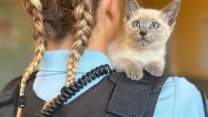 Illustration : "Sauvée de la rue par les gendarmes, une chatonne s'offre une carrière inattendue ! (vidéo)"