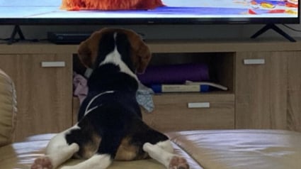 Illustration : La vidéo adorable d'un Beagle qui regarde la télévision comme un enfant et réagit à ce qu'il voit