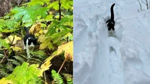 Illustration : Un chat se bat pour survivre dans la nature pendant 26 jours après une crue ayant détruit sa maison