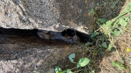 Illustration : Pris au piège entre 2 rochers, un chiot crie de toutes ses forces dans l’espoir d’être sauvé