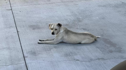 Illustration : Une chienne loyale reste 10 jours devant un hôpital dans l'espoir de revoir son maître, gravement malade (vidéo)