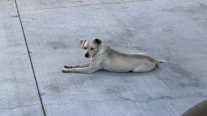 Illustration : "Une chienne loyale reste 10 jours devant un hôpital dans l'espoir de revoir son maître, gravement malade (vidéo)"