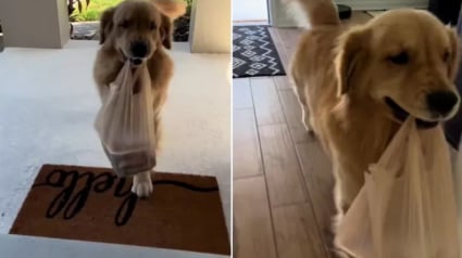 Illustration : Ce Golden Retriever est très fier de lui lorsqu'il porte les sacs de courses de ses maîtres (vidéo)