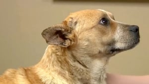 Illustration : "Après s'être longtemps battue pour sa survie, cette chienne courageuse a enfin droit au bonheur"