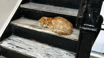 Illustration : Un chat errant et sénior se réfugie à l'intérieur d'un immeuble dans l'espoir d'être sauvé (vidéo)