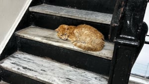 Illustration : "Un chat errant et sénior se réfugie à l'intérieur d'un immeuble dans l'espoir d'être sauvé (vidéo)"