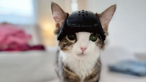 Illustration : "Un chaton subit une opération révolutionnaire pour pouvoir retirer son casque et avoir une longue vie"