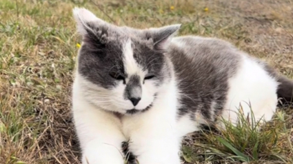 Illustration : Fascinée par l'histoire du chat du phare, elle se rend sur place dans l'espoir de le rencontrer (vidéo)