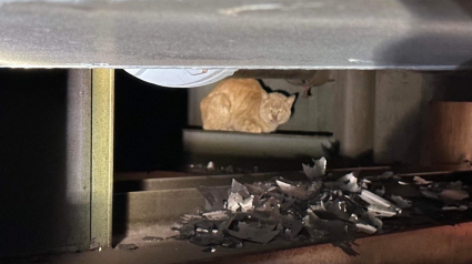 Illustration : Un chat maigre et malade se cache dans une usine et refuse toute aide jusqu'à l'arrivée d'un bénévole