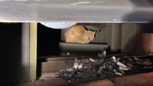 Illustration : Un chat maigre et malade se cache dans une usine et refuse toute aide jusqu'à l'arrivée d'un bénévole