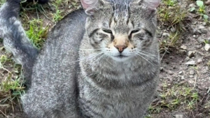 Mon Chat pitre : la ronron librairie qui lutte contre l'abandon