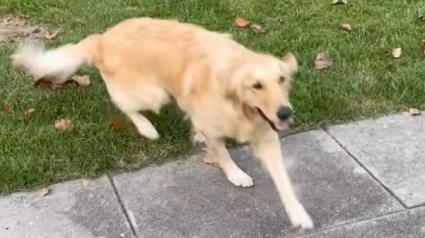 Illustration : L’euphorie d’une Golden Retriever lorsqu’elle déménage dans une maison avec jardin (vidéo)