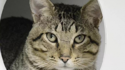 Illustration : Avec sa voix unique qui charme le personnel du refuge, ce chat bavard cherche sa famille pour toujours