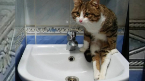 Illustration : 16 photos de chats qui ont oublié leur nature féline à force de côtoyer les humains