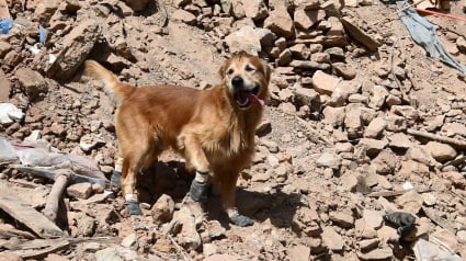 Illustration : Ce Golden Retriever recherche des survivants suite au tremblement de terre qui a frappé le Maroc