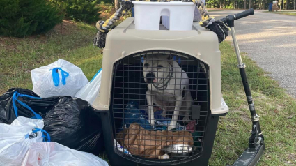 Illustration : Des agents d'entretien découvrent qu'un chien a été enfermé dans une caisse et jeté parmi les déchets