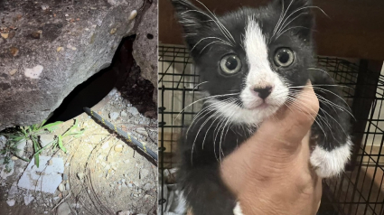 Illustration : Des héros tentent de soulever une dalle de 2 tonnes pour sauver un chat errant piégé dans un égout