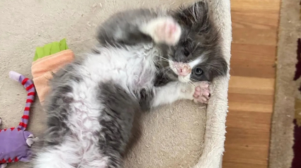 Illustration : Depuis qu’il a été sauvé de la rue, ce chaton à l’œil blessé passe son temps à ronronner 