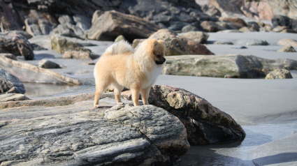 Illustration : Le maître d'un chien pris d'une crise d'épilepsie sur le bord de mer place tous ses espoirs entre les mains d'un inconnu