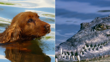 Illustration : Un chien piégé dans une rivière suscite une réaction surprenante de la part de crocodiles