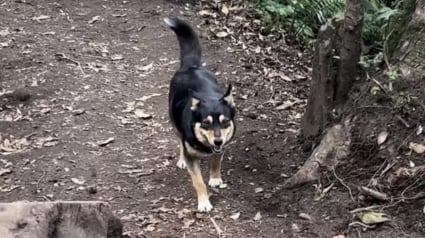 Illustration : Lors de l'ascension d'un volcan, un randonneur rencontre une chienne qui va marquer son esprit (vidéo)