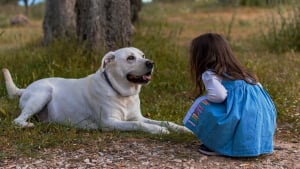 Illustration : 2 chiens loyaux veillent sur leur jeune humaine de 2 ans perdue en forêt