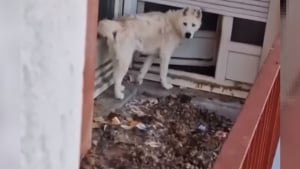 Illustration : L'espoir renaît pour Oreo, Husky enfermé dans un balcon insalubre depuis 2 ans