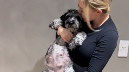 Illustration : Une femme et sa chienne sont enceintes en même temps et vont à leur échographie ensemble (vidéo)