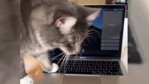 Illustration : Son chat monopolisant l'ordinateur, elle trouve la solution ultime pour pouvoir travailler tranquillement (vidéo)