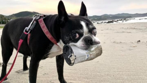 Illustration : L'histoire émouvante d'une chienne qui nettoyait la plage des déchets plastiques et a transmis sa vocation