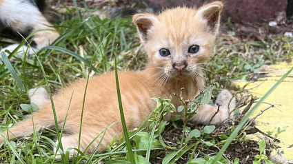 Illustration : Une chatte errante met au monde un bébé avec des malformations, et obtient l'aide des gens chez qui elle a accouché