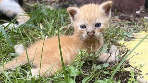 Illustration : "Une chatte errante met au monde un bébé avec des malformations, et obtient l'aide des gens chez qui elle a accouché"