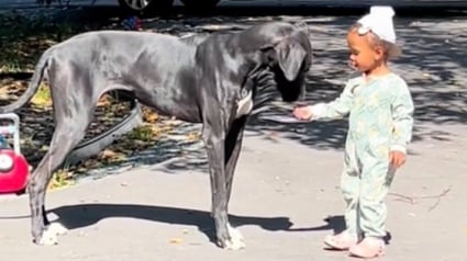 Illustration : Une chienne protectrice démontre son affection pour la fille de ses maîtres et séduit des milliers d'internautes (vidéo)