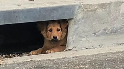 Illustration : Une chienne errante et terrifiée se réfugie dans une bouche d’égout avant d’attirer l’attention des habitants du quartier (vidéo)