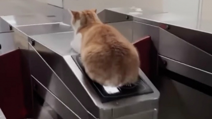 Illustration : Un chat errant devient la mascotte d'une station de métro et apporte une dose de bonheur à tous les usagers (vidéo)