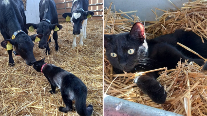 Illustration : Une chatte déçue par les humains trouve du réconfort auprès d'un troupeau de vaches