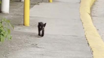 Illustration : Un chaton errant décide de son propre destin en choisissant de suivre une passante au hasard (vidéo)