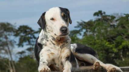 Illustration : De l'errance à une vie pleine d'amour : un chien de rue devient une source de réconfort pour les humains (vidéo)