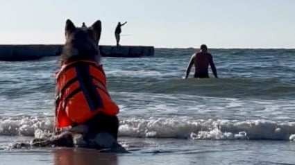 Illustration : Ce chien ayant perdu l’usage de ses pattes retrouve le bonheur d’aller à la mer grâce à un gilet de sauvetage sur mesure (vidéo)