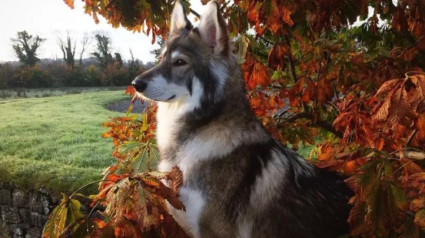 Illustration : 16 photos montrant que nos compagnons à 4 pattes apprécient les joies de l’automne