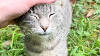 Illustration : Une famille de chats abandonnés adopte une réaction touchante lorsqu'une bonne samaritaine se rend à son chevet (vidéo)