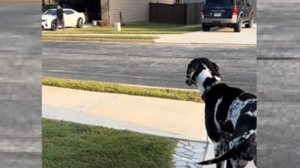 Illustration : Le comportement drôle et touchant d'une chienne envers son voisin préféré qui l'attend de l'autre côté de la rue (vidéo)