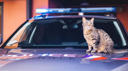 Illustration : De la rue aux réseaux sociaux : l'histoire touchante de Dix-Sept le chat policier