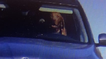 Illustration : Insolite : un chien assis au volant d'une voiture est flashé par un radar de vitesse